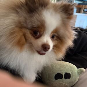 Plush Dog Toy - Brown and White